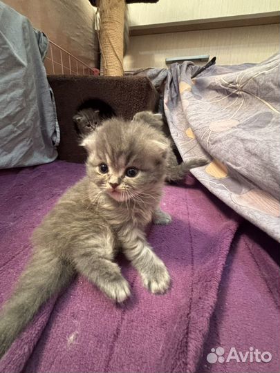 Шотландские вислоухие котята