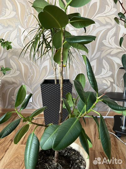 Цветы, филодендрон красноватый, фикус