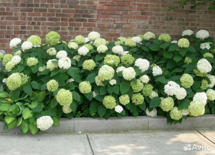 Гортензия метельчатая и древовидная