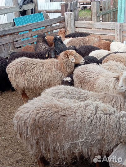 Бараны овцы