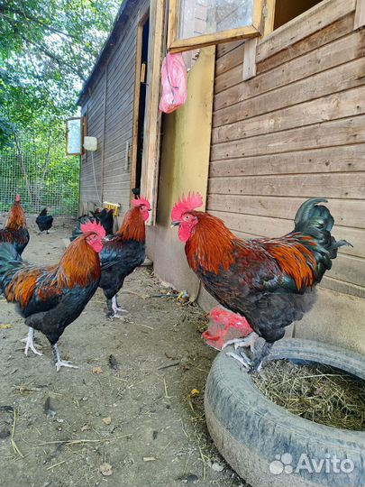 Мараны петушки