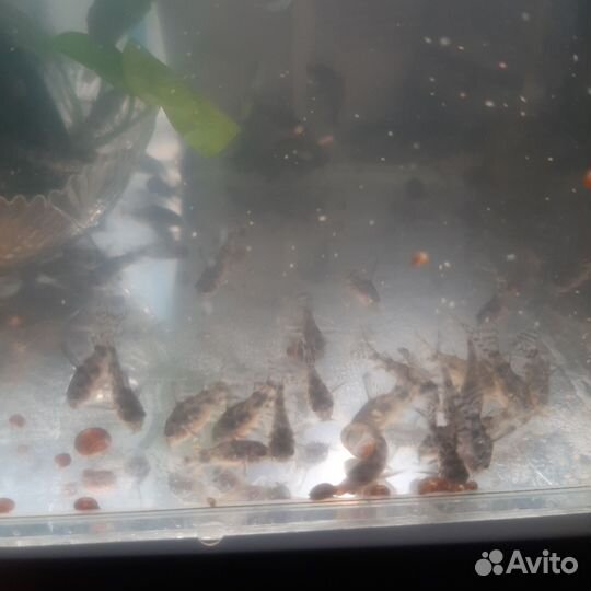 Сомики коридорасы