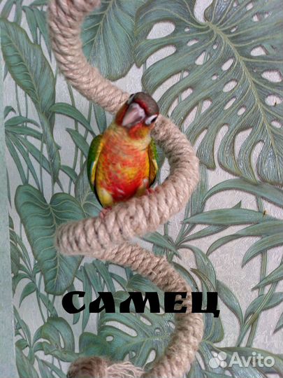 Попугай пиррура молине