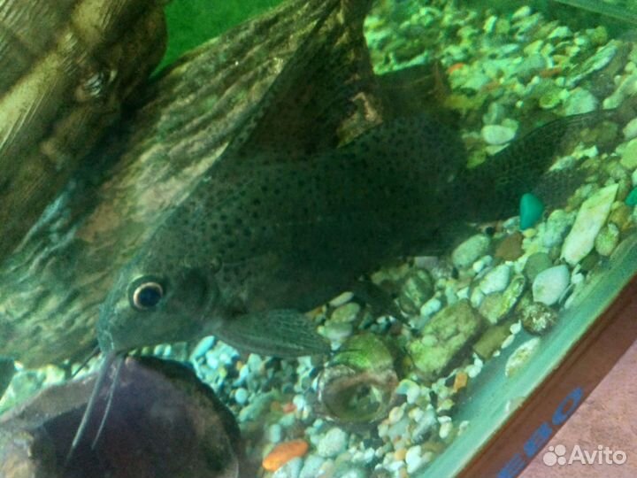 Аквариумные рыбки