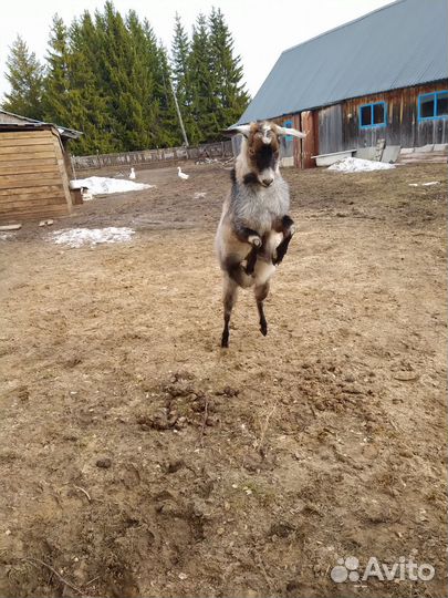 Козел на вязку