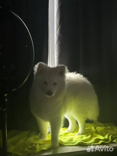 Аренда собаки: Прогулки