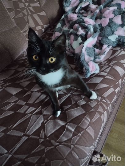 Кошка