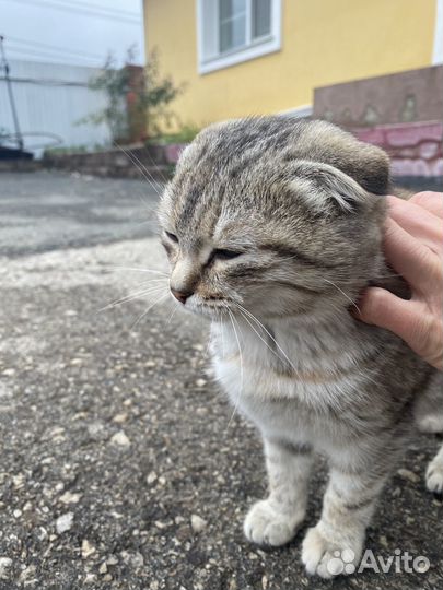 Вислоухие котята в добрые руки