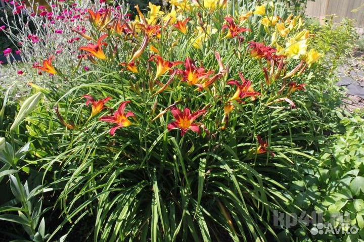 Лилейник и аквилегия