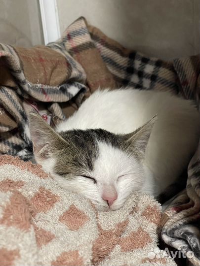 Котенок девочка в добрые руки