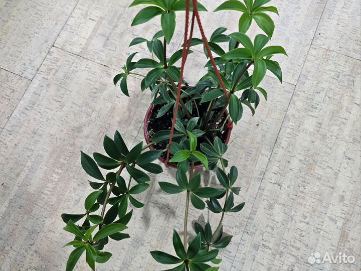 Пеперомия Мутовчатая