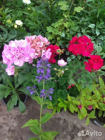 Цветы для сада