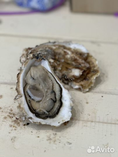 Живые устрицы