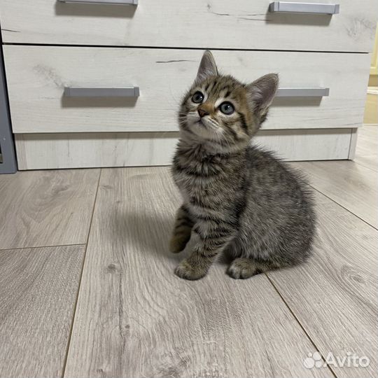 Котенок