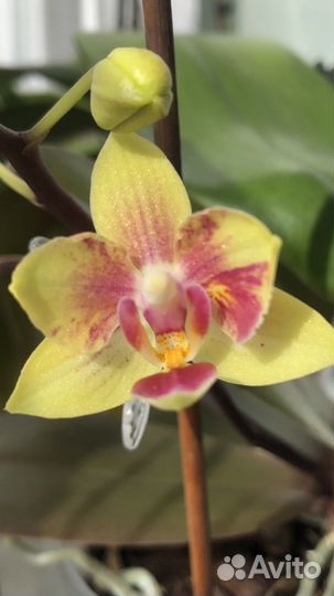 Орхидея мини
