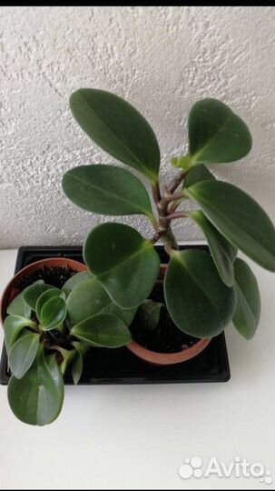 Пеперомия туполистная