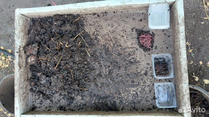 Черви для рыбалки