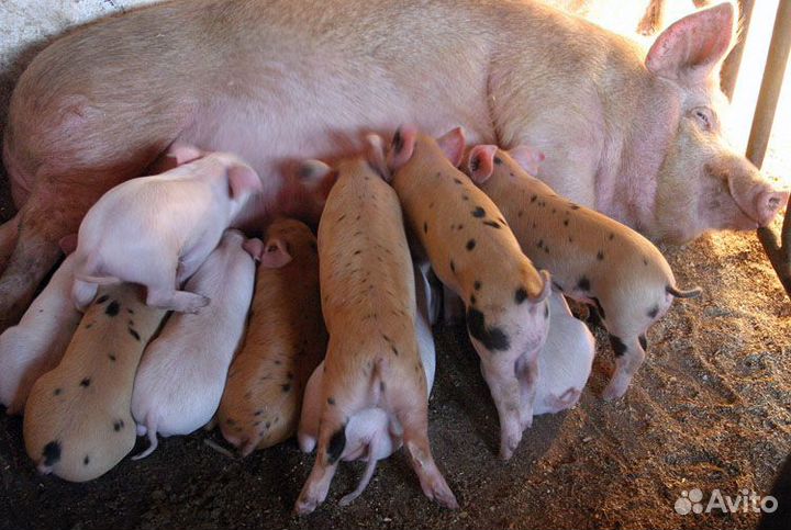 Поросята мясных пород (Ландрагон)