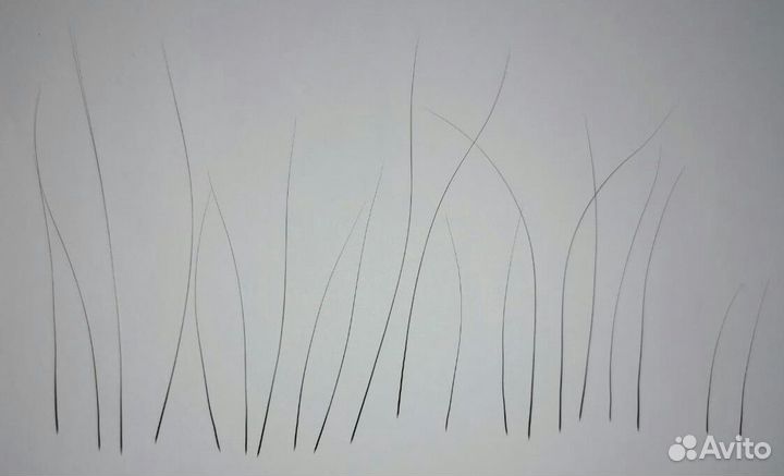 Усы кошачьи