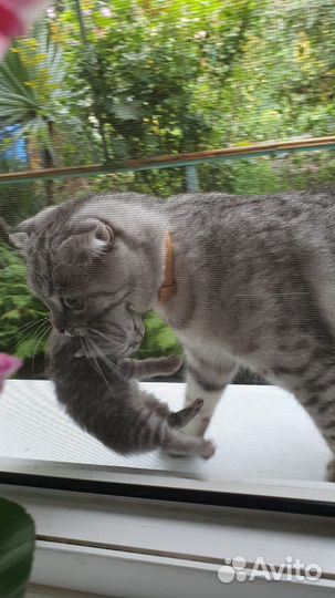 Шотландские прямоухие котята и вислоухие