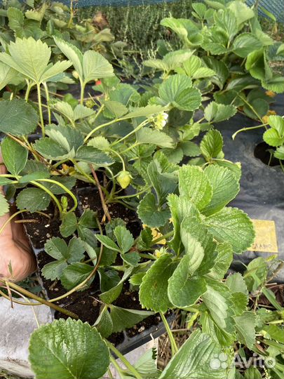 Саженцы земляники садовой (клубника)