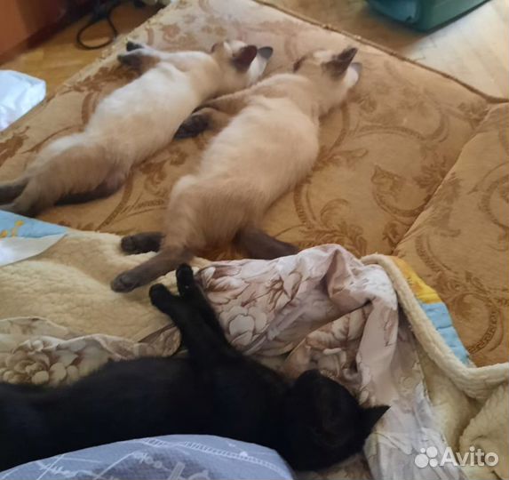 Котята в добрые руки даром