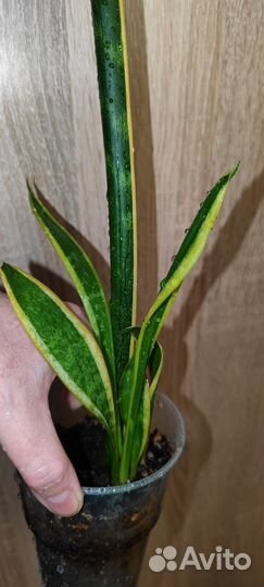 Сансевьерия сортовая