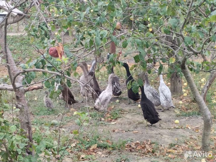 Утки индийский бегунок