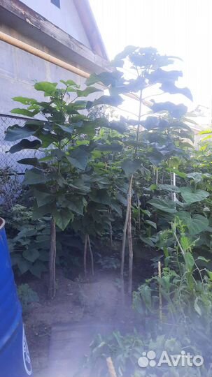 Саженцы катальпы