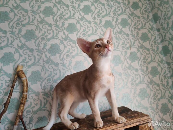 Абиссинский котёнок редкого окраса