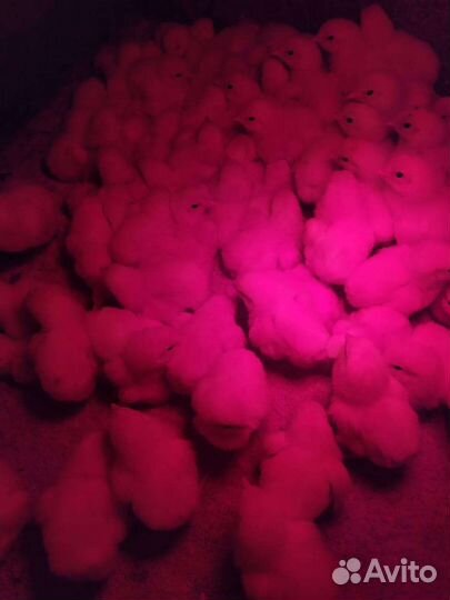 Цыплята бройлеры суточные кобб 500