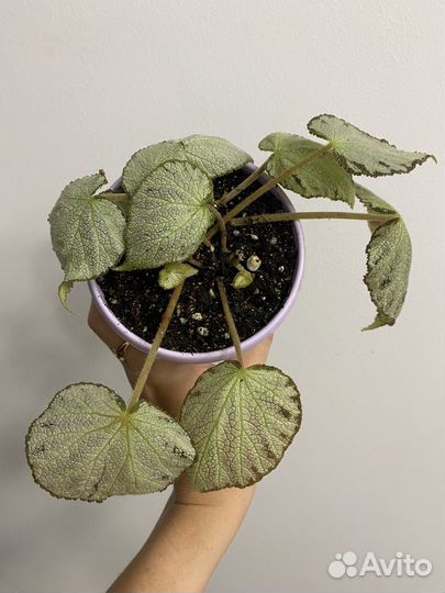 Бегония декоративно лиственная