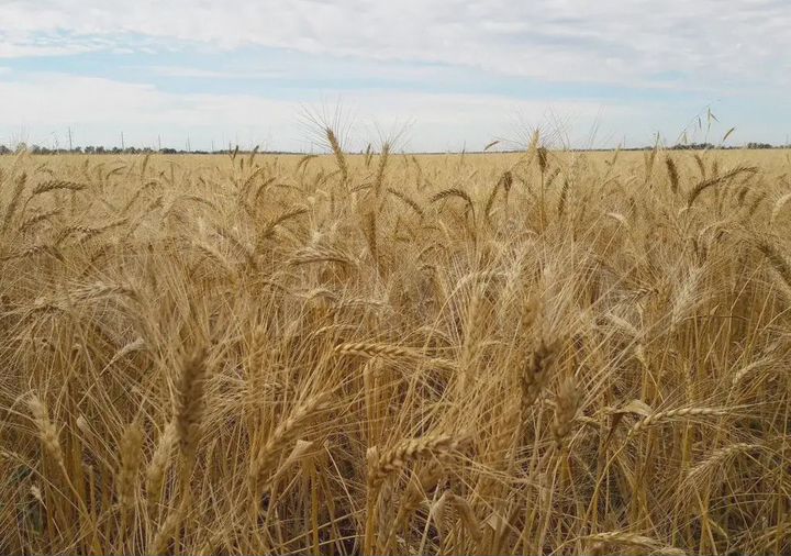 Участок 5 га (СНТ, ДНП)