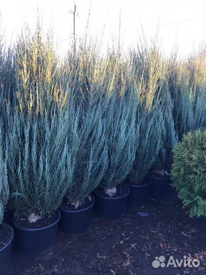 Можжевельник скальный Скайрокет