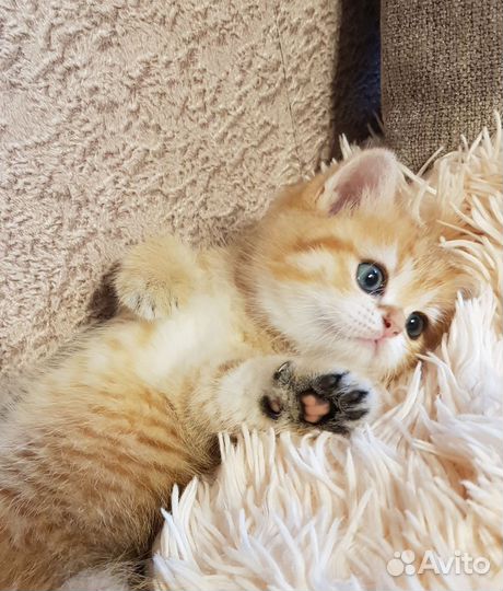 Шотландские котята