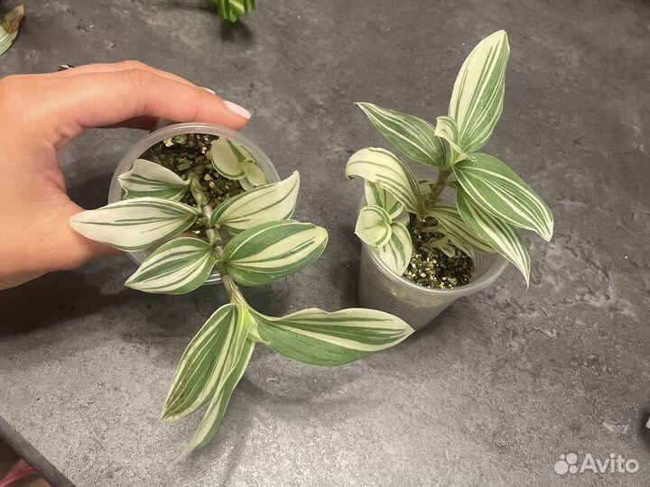 Хойя керри бегония традесканция хлорофитум шефлера