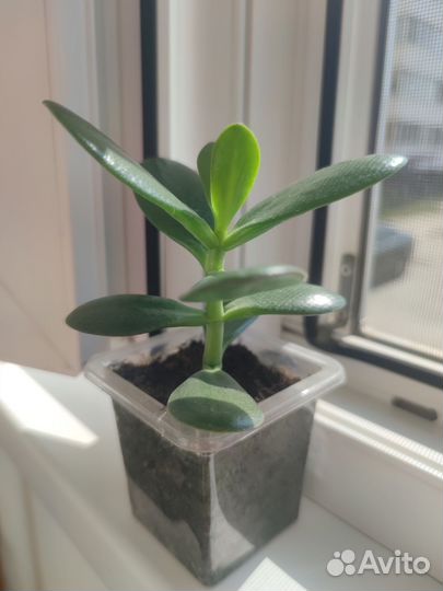 Толстянка, Денежное дерево, Крассула