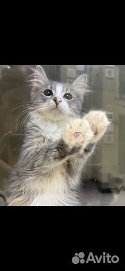 Сжальтесь над котеночком