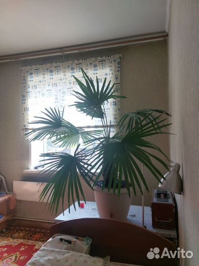 Пальма трахикарпус