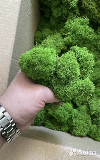 Стабилизированный ягель мох