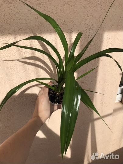 Комнатные растения цветы(обновлено)