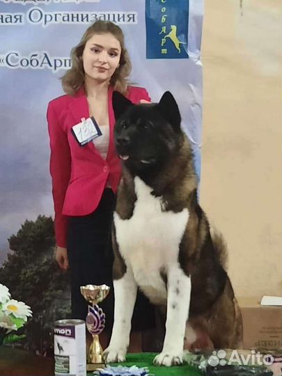 Американская акита