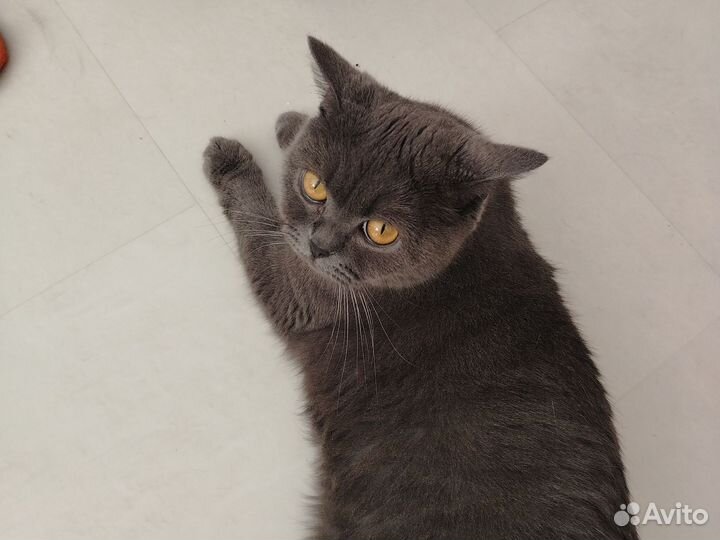 Британская