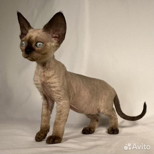 Котята девон рекс