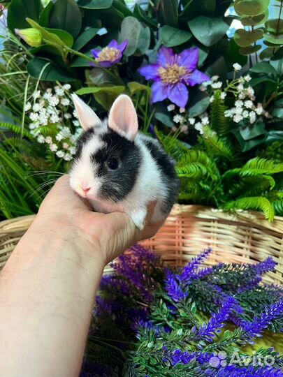 Мини карликовые кролики. Большой выбор