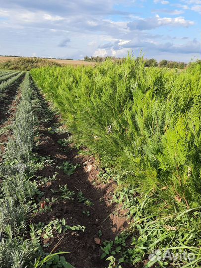 Туя восточная саженцы окс