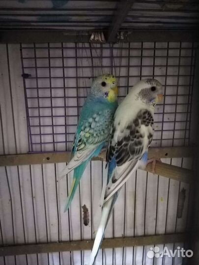 Волнистый попугай