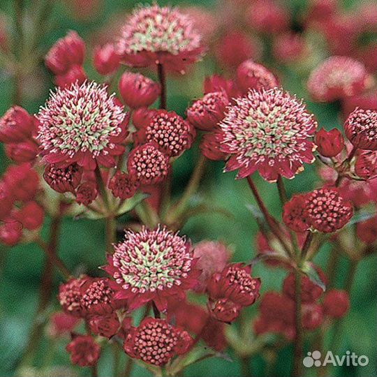 Астранция большая Ruby Cloud Саженцы, Рассада