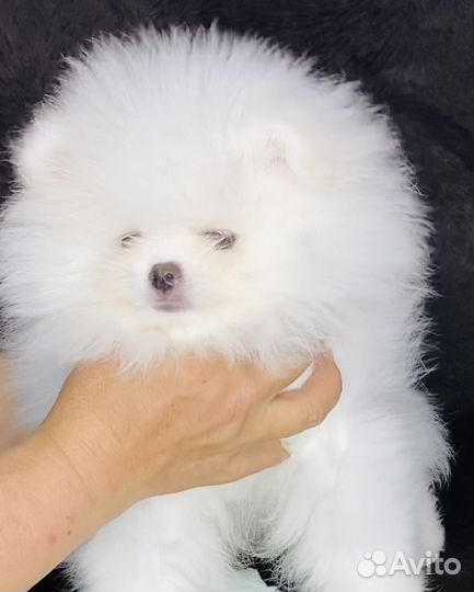 Померанский шпиц мини