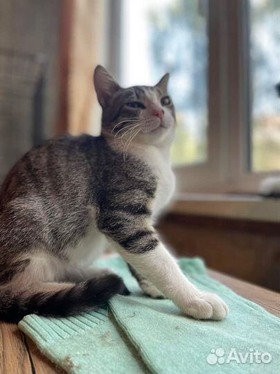 Котик бесплатно в добрые руки